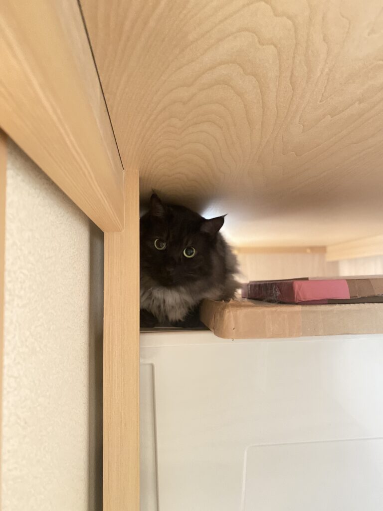 おうちの中で隠れている猫